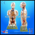 Torso transparente modelo de PVC con principales estructuras neurales y vasculares, torso modelo humano